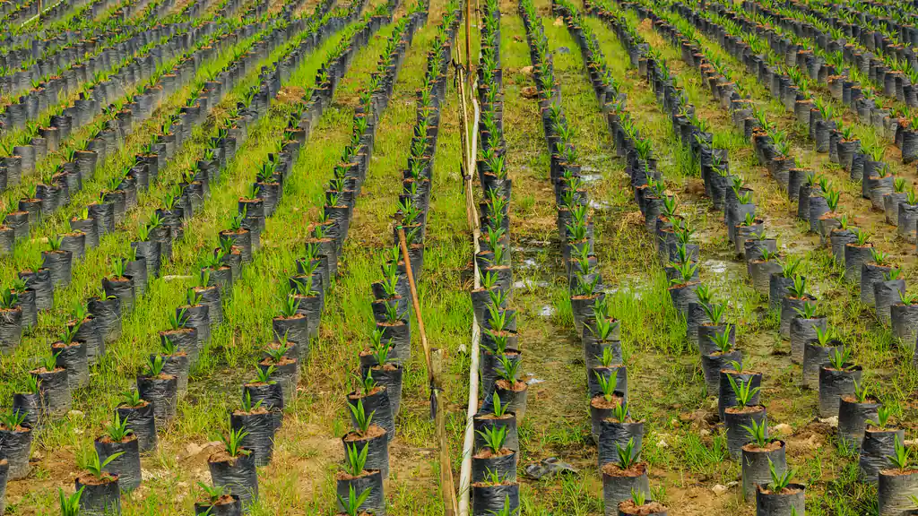 Long rows of young oil palm seedlings in black plastic bags at a plantation nursery