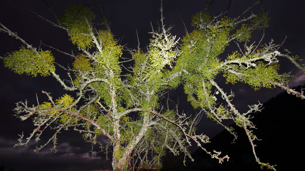 An apple tree lit by a flash at dusk, its bare branches overgrown with clumps of yellow-green mistletoe