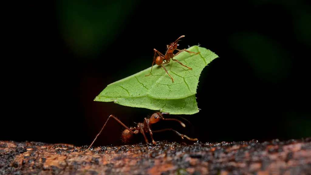 A leafcutter ant carrying a cut piece of green leaf along a branch, a smaller ant riding on top